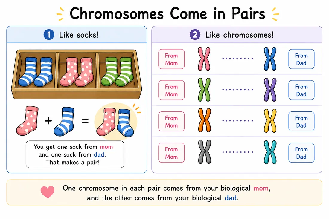 Cartoon analogy showing chromosome pairs, with one chromosome from each biological parent.
