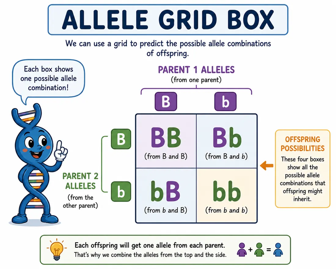 Punnett square diagram showing parent alleles and possible offspring genotypes.